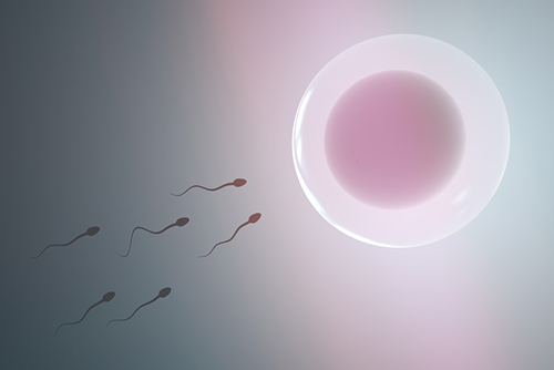 Spermien schwimmen zur Eizelle