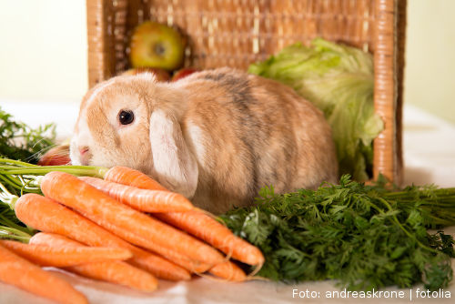 Kaninchen mit Futter