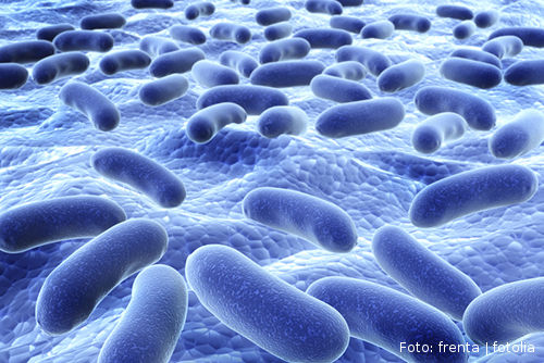 Kolonie pathogener Bakterien