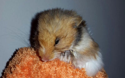 Hamster mit Hämometra