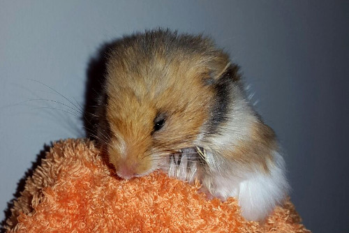 Hamster mit Hämometra