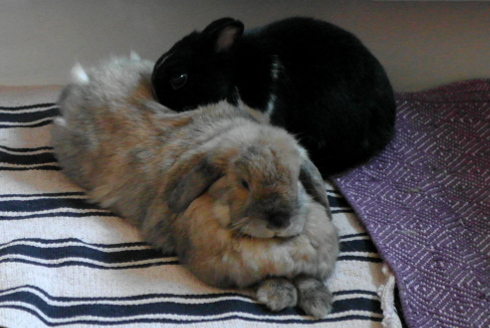 Kaninchen Leila & Lui